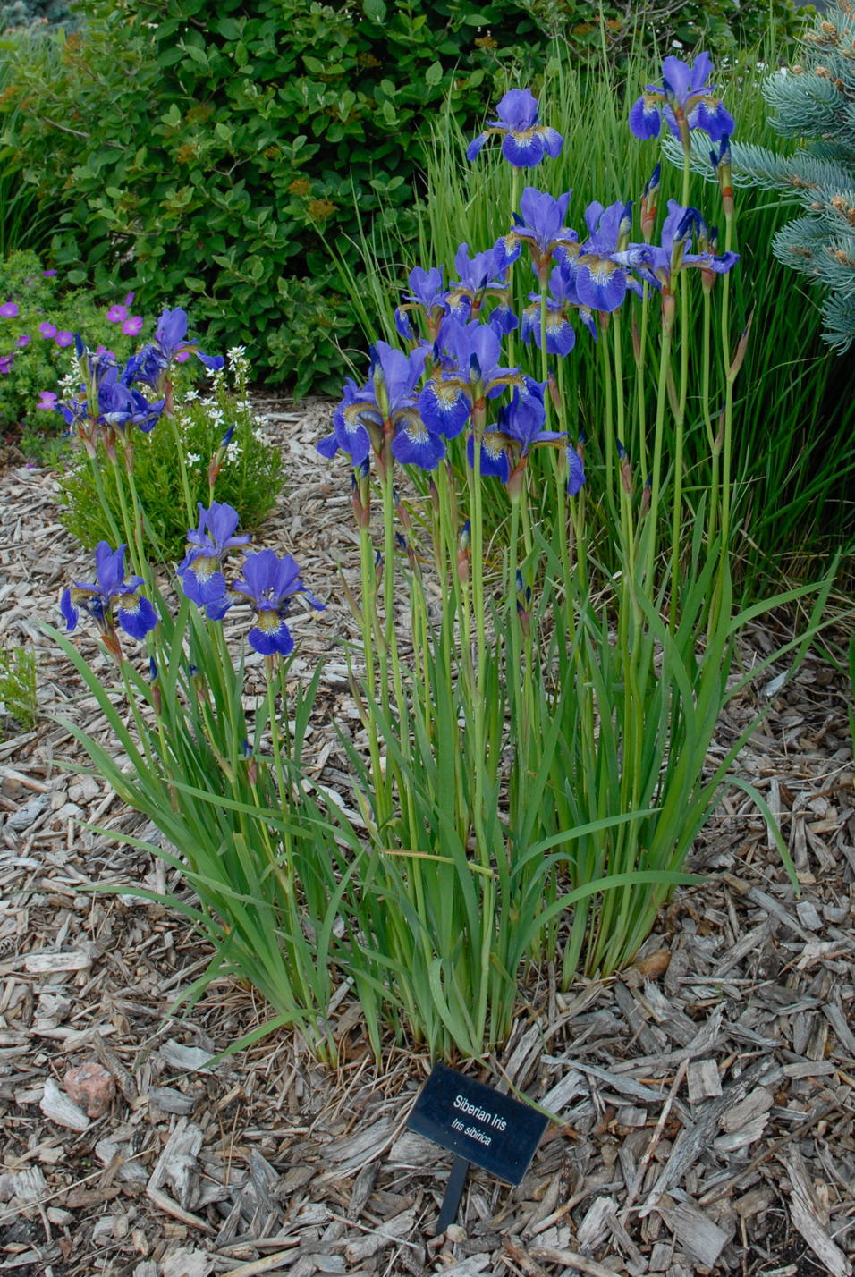 Siberian Iris